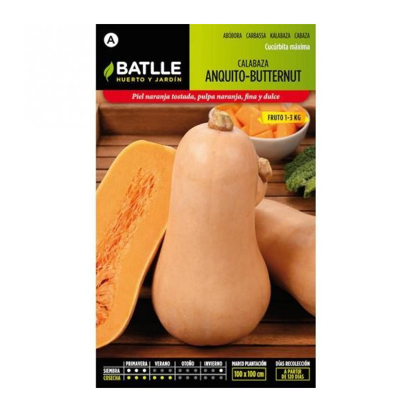 CALABAZA ANQUITO-BUTTERNUT