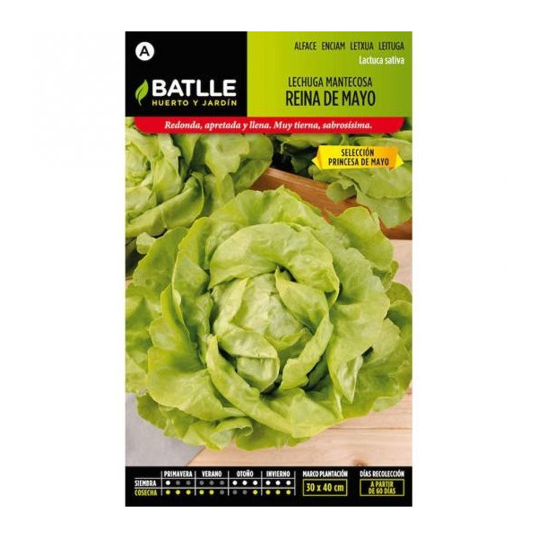 BUTTERHEAD LETTUCE MAY QUEEN SEL. MAY PRINCESS