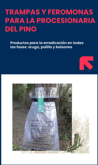 Trampas para la procesionaria del pino