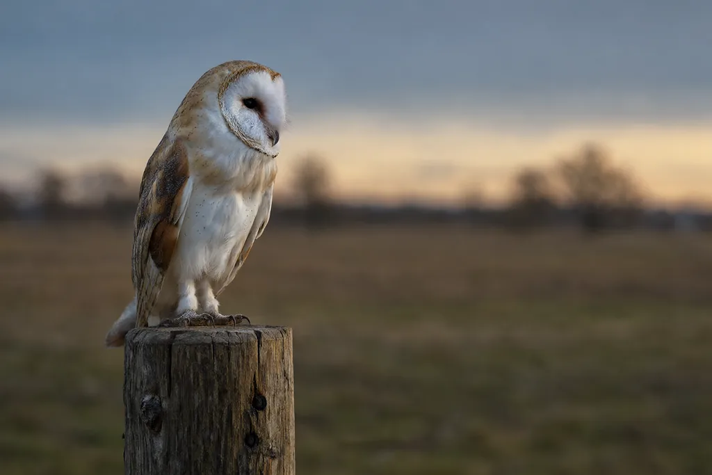 Aves rapaces para el control de roedores